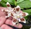 Phal. tetraspis Crown of Thorns
